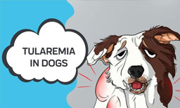 tularemia in dogs