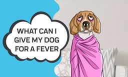 what can i give my dog for a fever