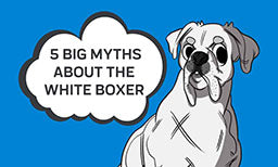 myths about white boxer
