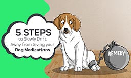 5 steps to get dog off meds