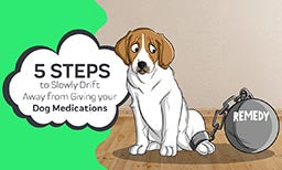 5 steps to ween your dog off medications