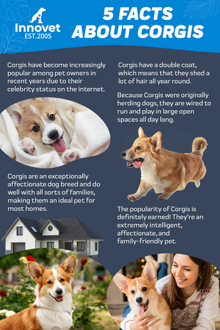 5 facts about corgi's