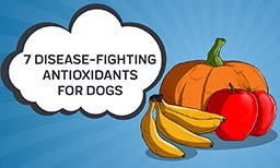 7 Disease-Fighting Antioxidants For Dogs