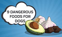 9 Dangerous Foods for Dogs