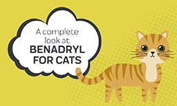 A Complete Look At Benadryl For Cats