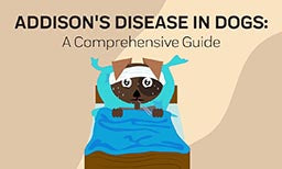 addisons disease in dogs