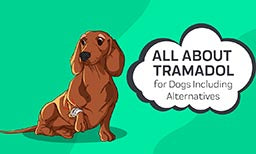 Tramadol for dogs including alternatives
