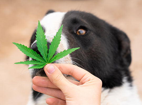 CBD oil to relieve pain in dogs