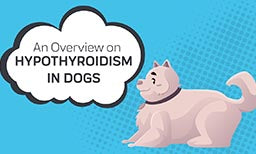 hypothyroidism in dogs