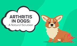 arthritis in dogs natural solution