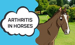 horse arthritis