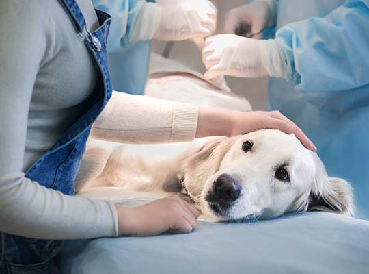 Treatments for Dog Mammary Cancer