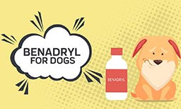 Benadryl For Dogs: Is it Okay for Your Dog?