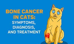 bone cancer in cats