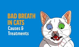 get rid of cats bad breath