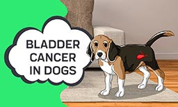 bladder cancer in dogs