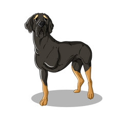 Bone Cancer in Dogs