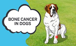 dog bone cancer