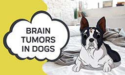 dog brain tumor