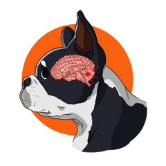 what is Brain Tumors in Dogs | Innovet