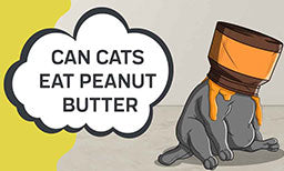 Can Cats Eat Peanut Butter