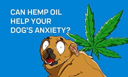 hemp oil help dog anxiety