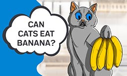 cat banana