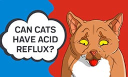 cats acid reflux