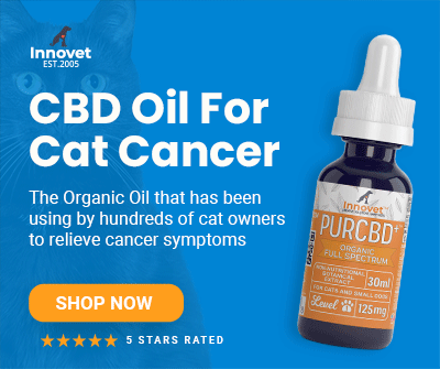 CBD Oil for Cats with Cancer