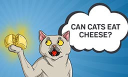 Can Cats Eat Cheese? Is There Cause for Concern?