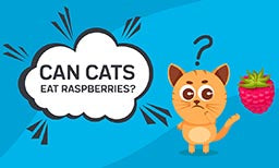 can cats eat raspberries