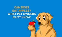 Can Dogs Eat Apples? What Pet Owners Must Know