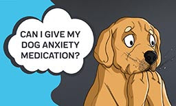 dog anxiety medication