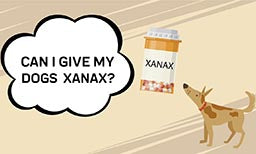 Can I Give My Dogs Xanax?