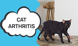 cat arthritis 