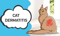 cat dermatitis