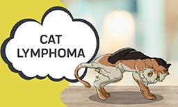 cat lymphoma