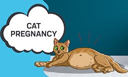 cat pregnancy 