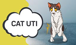 cat UTI