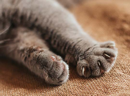 Common Types of Bone Cancers in Cats