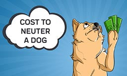 Cost to Neuter a Dog