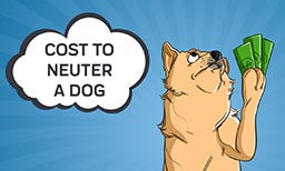 cost to neuter a dog
