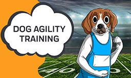 dog agility training