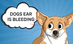 Dogs Ear is Bleeding