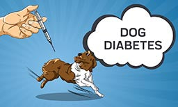 What You Need to Know About Your Dogs Diabetes