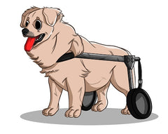 Dog Paralysis | Innovet Pet