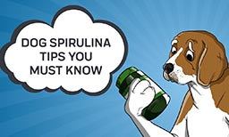 Spirulina For Dogs: An Overview For Pet Parents