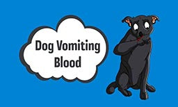 dog vomiting blood