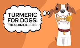 Turmeric For Dogs: The Ultimate Guide
