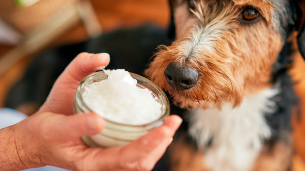 Coconut Oil for Dogs and CBD Oil | Innovet Pet